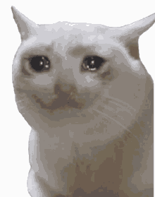 crying cat blink sad depressed tearing up