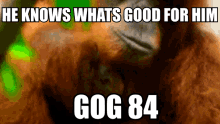 Gog Gog84 GIF - Gog Gog84 Gogchamp GIFs