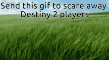 destiny grass
