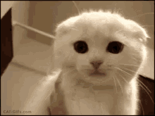 スコティッシュフォールド 猫　可愛い動物 GIF - Scottish Fold Cat Meow GIFs