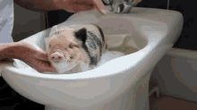micro pig bath time fuzzy squeak clean
