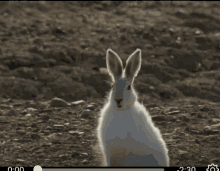 Conejo Bunny GIF - Conejo Bunny Alone GIFs