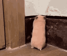 Hamster Scared GIF - Hamster Scared GIFs