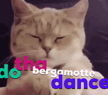 Cat Dancing GIF - Cat Dancing Head Bopping GIFs