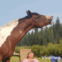 Grinning Horse Viralhog GIF - Grinning Horse Viralhog Smiling GIFs