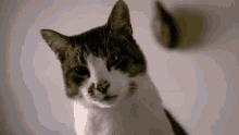 Cat Slow Motion GIF - Cat Slow Motion Smile GIFs