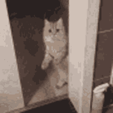 Reverse Sliding Door GIF - Reverse Sliding Door Cat GIFs