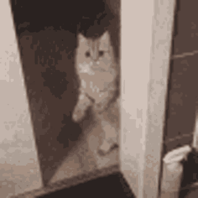 Reverse Sliding Door Gif, Sliding Door Cat Door