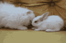 Cat Bunny GIF - Cat Bunny GIFs