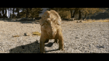 Triceratops Head Butting GIF - Triceratops Head Butting Dinosaurs GIFs