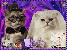 Cats Wedding GIF - Cats Wedding Cute GIFs
