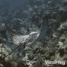 Swimming Viralhog GIF - Swimming Viralhog Eagle Ray GIFs
