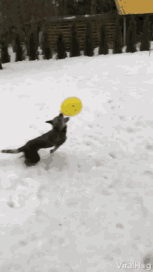 dog playing balloon dog snow dog adorable puppy winter puppy