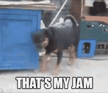 That'S My Jam GIF - Dog Dogs Dance GIFs