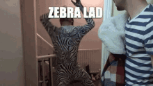 Zebra Zebra Lad GIF - Zebra Zebra Lad Beer GIFs