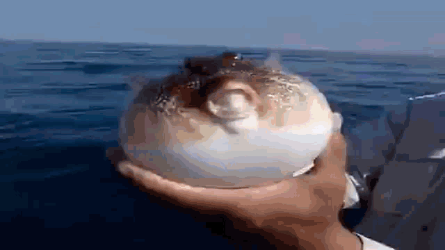 Explosion Fish GIF - Explosion Fish Throw - Discover & Share GIFs