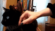 Black Cat Pet Cat GIF - Black Cat Cat Pet Cat GIFs