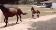 Horse Running GIF - Horse Running Baby Horse GIFs