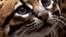 Save The Ocelet Protected Species GIF - Save The Ocelet Protected Species Future Cats GIFs