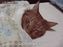 Cat Kitten GIF - Cat Kitten Sleep GIFs