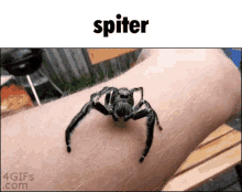 Spider Crawl GIFs | Tenor