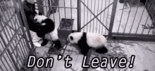 Don'T Leave GIF - Panda Dont Leave Miss You GIFs