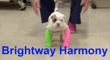 Brightway Insurance Harmony Agency GIF - Brightway Insurance Brightway Harmony Agency GIFs