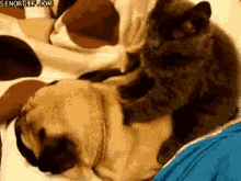 Massage Cat GIF - Massage Cat Dog GIFs