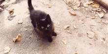 Black Cat Meow GIF - Black Cat Cat Meow GIFs