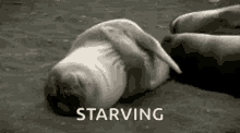 Starving Feed Me GIF - Starving Feed Me Sea Lion GIFs