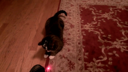 cats-laser.gif
