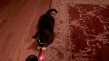cats laser