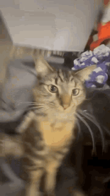 Izzversels Cat GIF - Izzversels Cat Dance GIFs