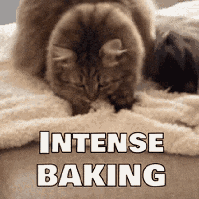 Intense Baking GIF - Intense Baking Cat GIFs