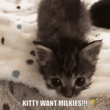 kitty want milkies