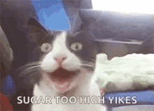 Cat Sugar Too High GIF - Cat Sugar Too High Hyper GIFs