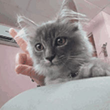 Wink Cat Cat Wink GIF - Wink Cat Cat Wink GIFs