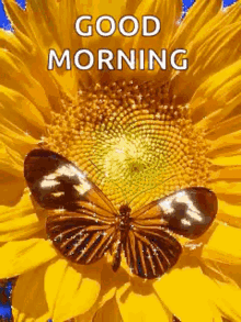 morning good morning butterflies greeting sparkle