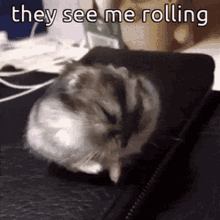 Animals With Captions They See Me Rollin GIF - Animals With Captions They See Me Rollin Funny Hamster GIFs
