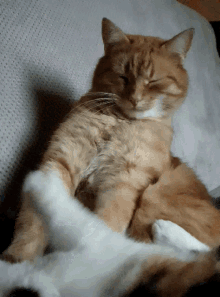 Cats Funny GIF - Cats Funny Play Fight GIFs