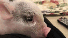 Piglet Piggy GIF - Piglet Piggy Sleepy GIFs