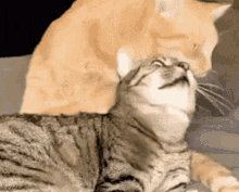 Cat Hug GIF - Cat Hug Joy GIFs