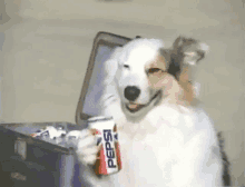 dog drinking pepsi pepsie cola dog white dog