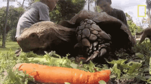 the tortoise