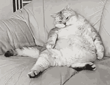 Fat Cat Lazy GIF - Fat Cat Lazy Sleeping GIFs