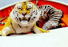 Tiger Roar GIF - Tiger Roar Wild Animal GIFs
