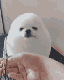 White Dog Scissor GIF - White Dog Scissor GIFs