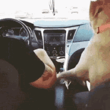 Holding Hands Dog GIF - Holding Hands Dog Cars GIFs