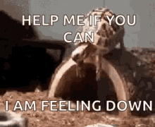 Clumsy Help GIF - Clumsy Help Tortoise GIFs