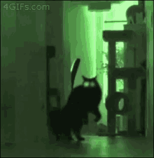 cat attack scary cat attack scary